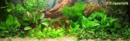 Schauaquarium mit Aquarienpflanzen