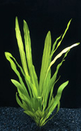 Echinodorus uruguayensis