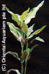 Gymnocoronis spilanthoides variegata