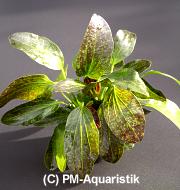 Echinodorus Green Flame